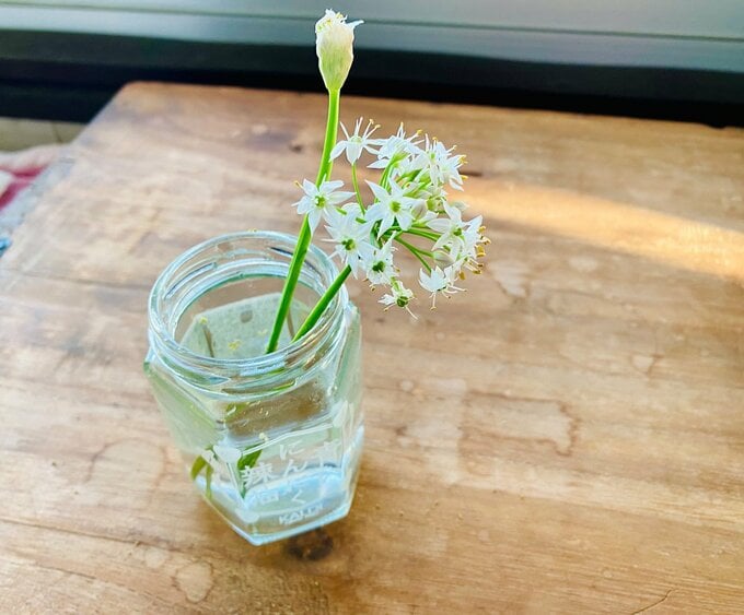 ベランダで育てたニラの花