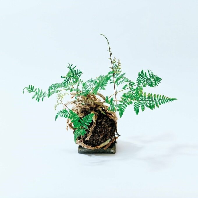 苔玉タイプの観葉植物