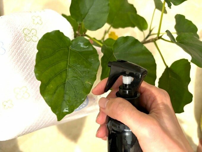 観葉植物のお手入れ