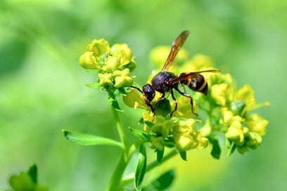 「普通のサラリーマンにはなれない」小3で確信した昆虫少年の運命を変えた土地開発反対運動