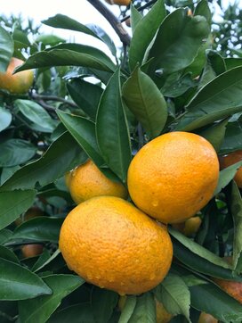 農家はタダで作物をあげるべき？通りすがりの人に言われてモヤッとしたこと