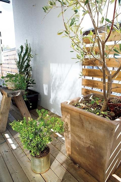 シンボルツリーのオリーブ