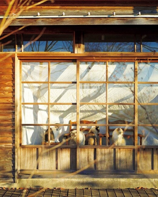 窓越しに外を見つめる4匹