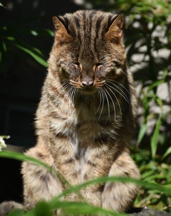 アムールヤマネコ