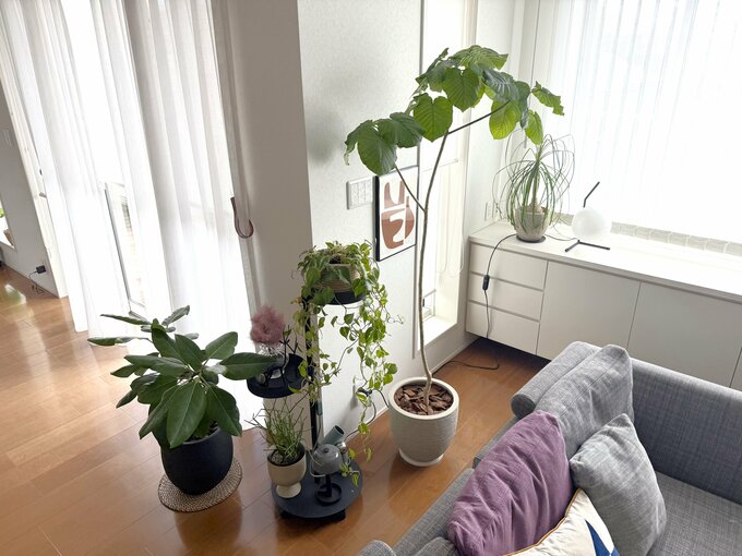 観葉植物その２