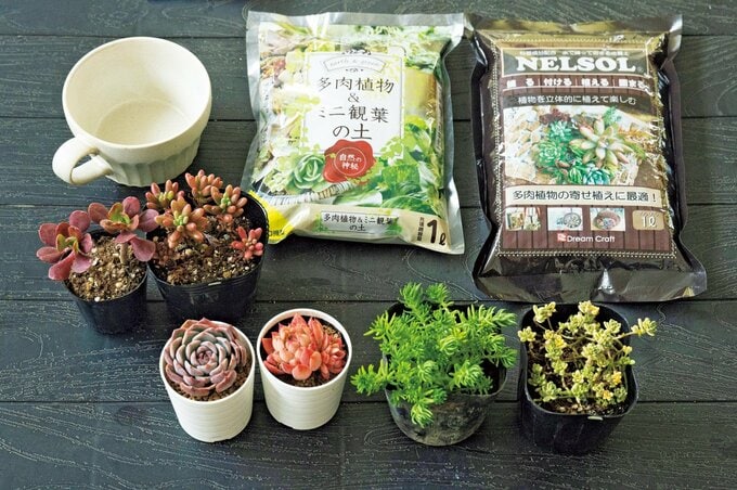 多肉植物の寄せ植えをつくるための材料