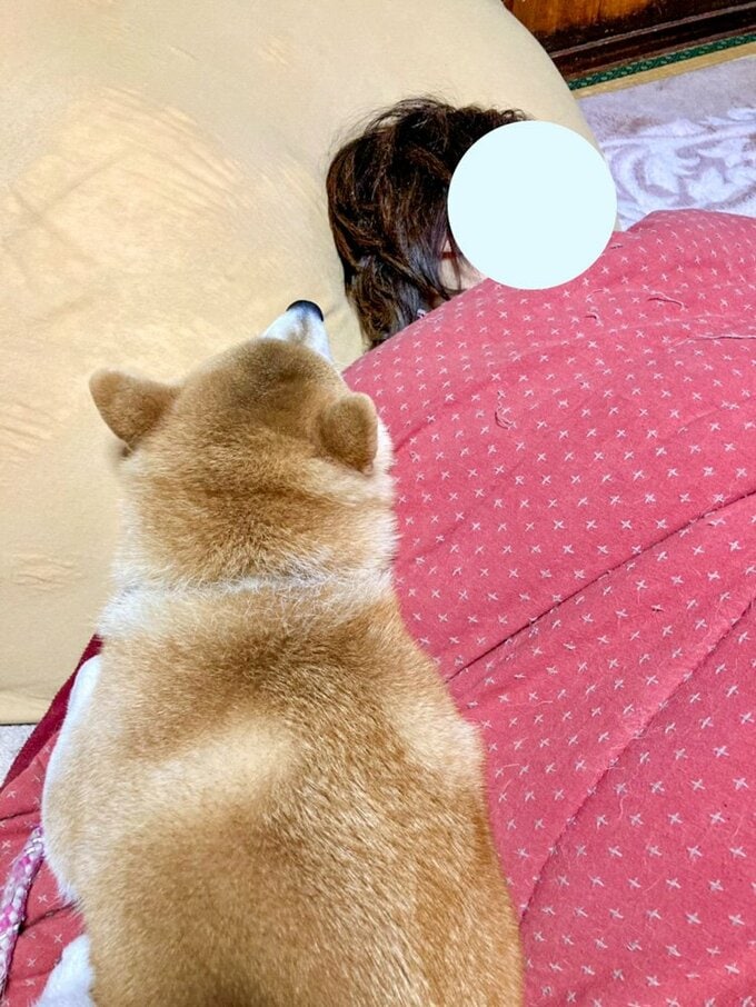 眠る人を見る犬