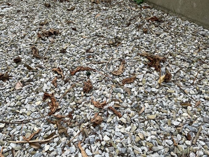 落ち葉や雑草が砕石に紛れる