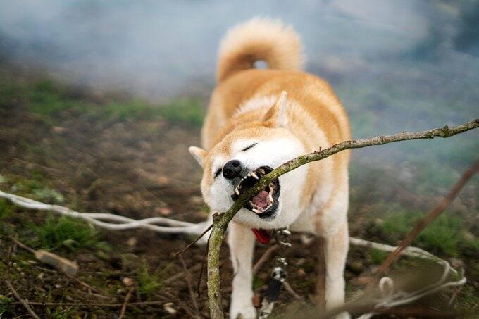 棒をかむ犬