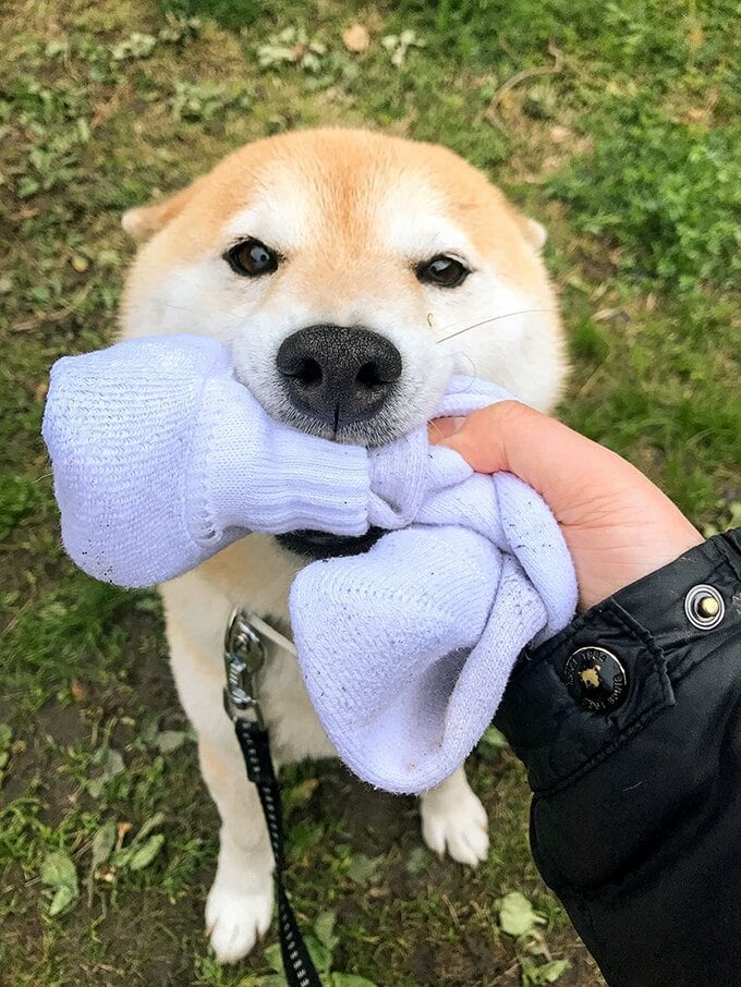 くつしたをくわえる犬
