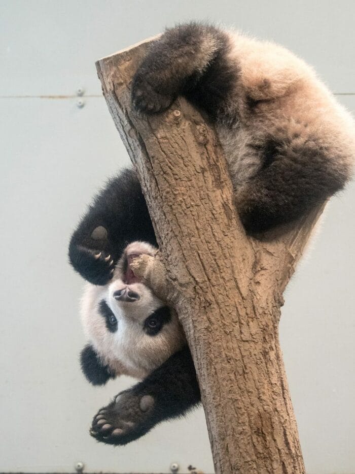 シャンシャン叶悠眞額装写真パンダ