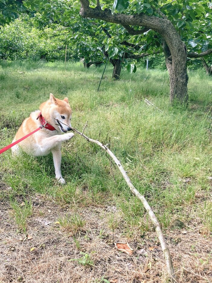犬がくわえる“いい感じの棒”を見ながら、かけがえのない2022年を