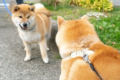 幼い柴犬とご対面。正反対な二匹はどうやって仲良くなれる？＜inubot回覧板＞