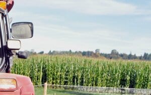 郊外ではパンプキン・パッチ＆コーン・メイズ