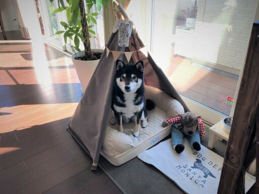 ペット用ティピーテントのつくり方 リビングに犬も快適なおしゃれな空間が生まれる Esseonline エッセ オンライン
