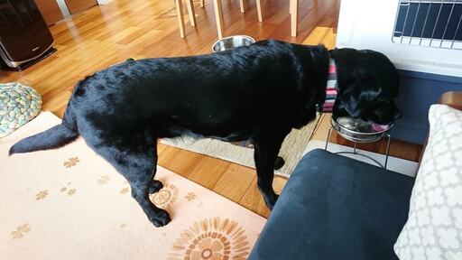 ハウスとソファの間を飲み水スポットをつくる