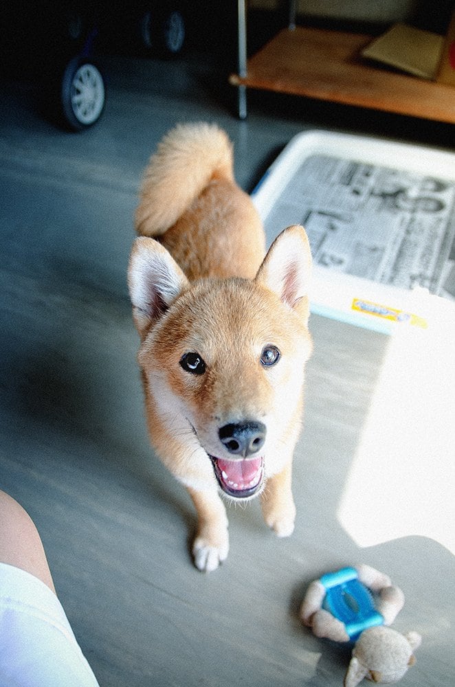 犬の写真を上手に撮るコツ 会話感覚でカメラ目線に Inubot回覧板 Esseonline エッセ オンライン