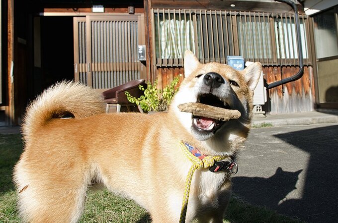 ちいさな頃から木製のオモチャを噛んでは口を大きくあけて見せてくれた