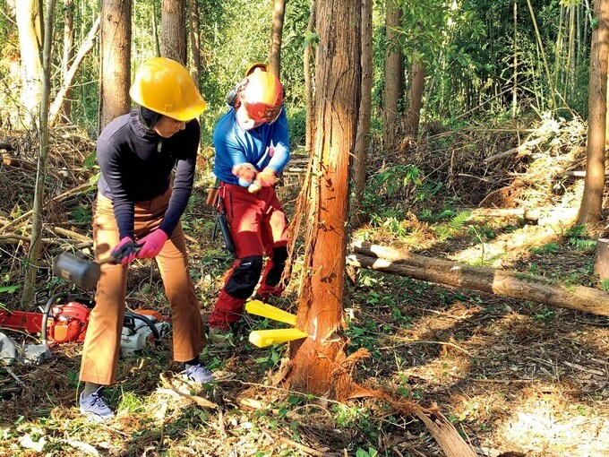 荒廃森林の杉の伐採