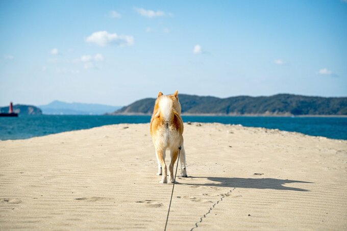 犬の後ろ姿
