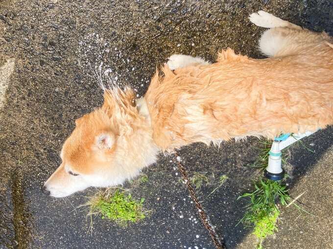 水を振り払う犬