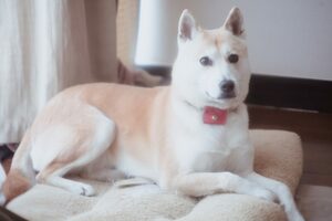 おりこうふうちゃん