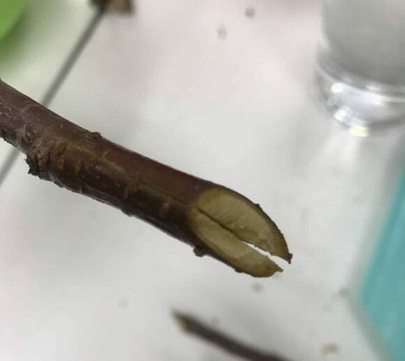 花木を花ビンに生けるコツ