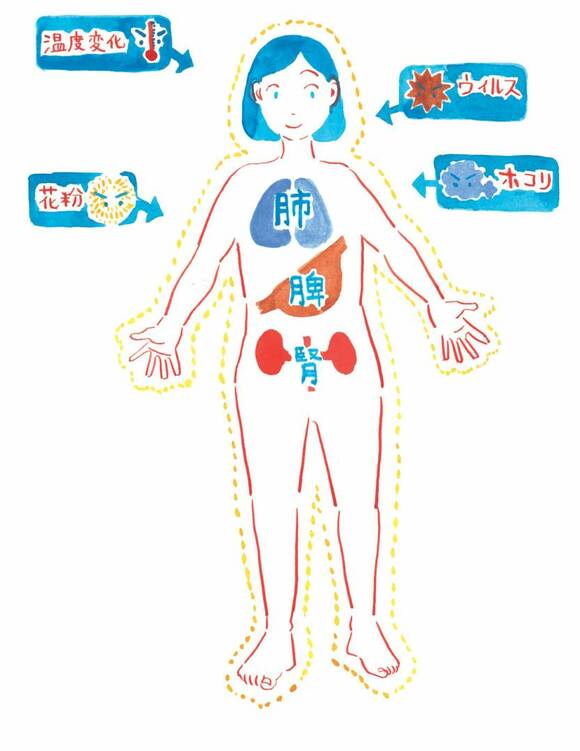 女性肺脾腎