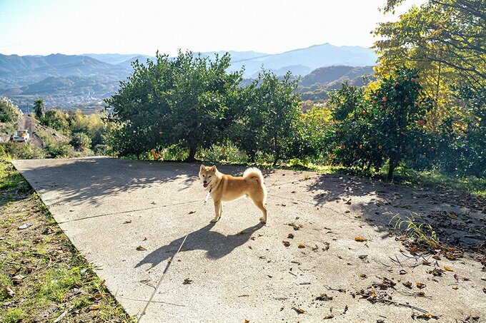 日向にいる犬の様子