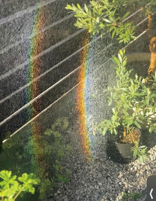複数のプランターの植物と、水やりでできた虹