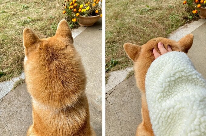 撫でられると耳を開く犬2