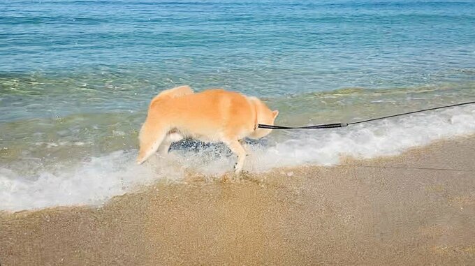 海から逃げる犬