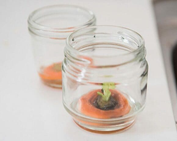 ニンジンも水耕栽培で再利用