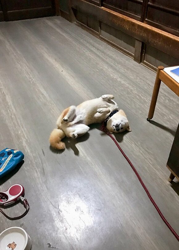 寝返りを打ってあおむけに