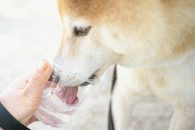 水を飲む犬