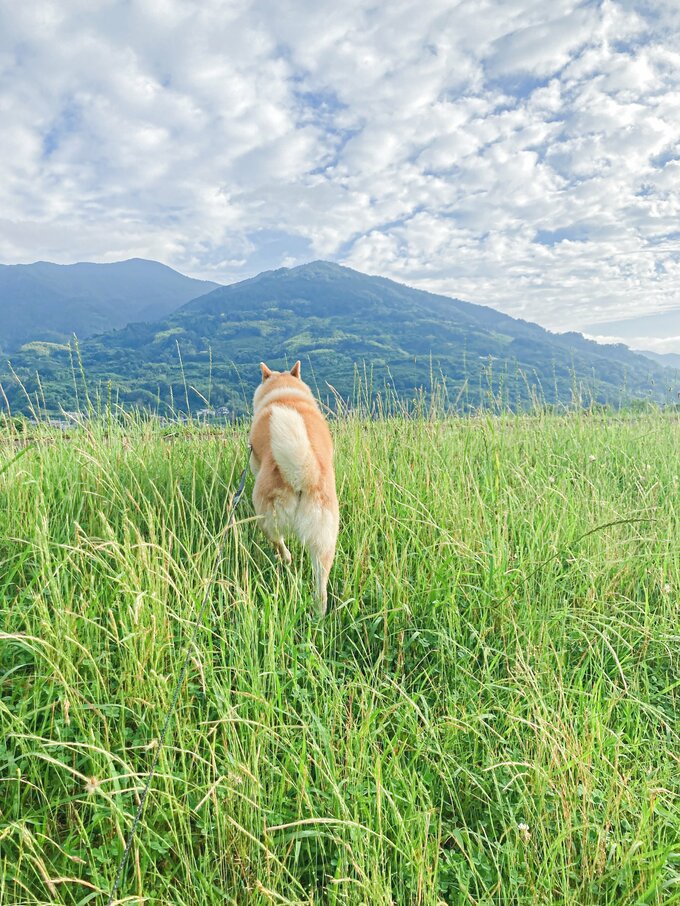 犬の後ろ姿