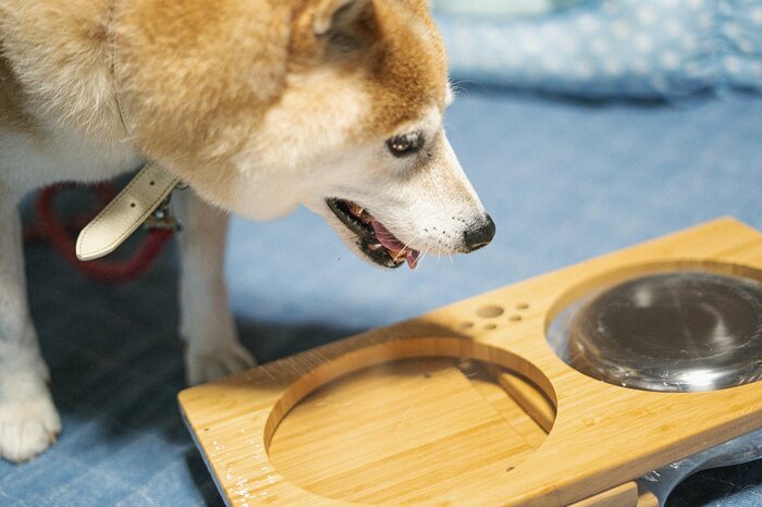 犬と高野山へお出かけ。新しく買った靴と食器台と“心の休息