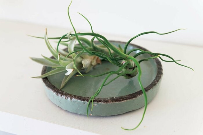 高い植木鉢にこだわらない！“まとめ置き”でグリーンがしゃれ見え