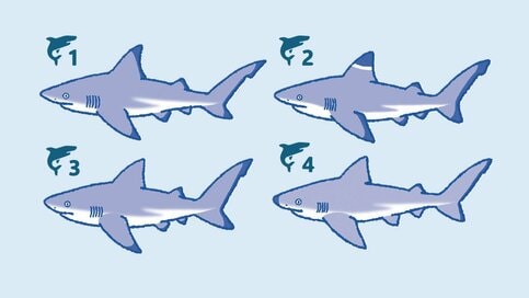 ＜サメクイズ・上級編＞正しい「ツマグロ」はどれ？“サメ好きでも引っかかる”難問3つ