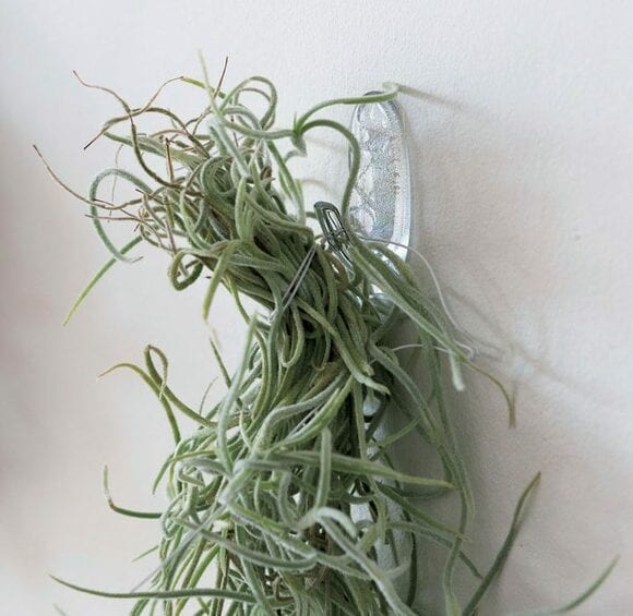 ウスネオイデス