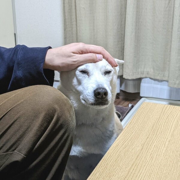 目をつぶる犬