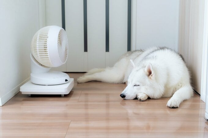 白い犬とサーキュレーター