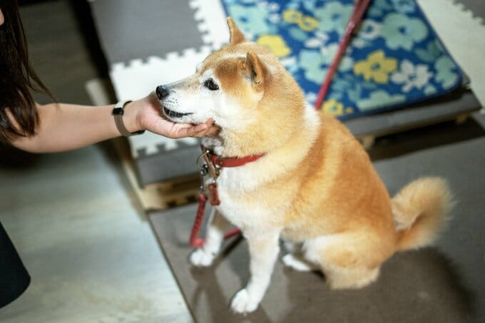 なでる妹となでられる犬