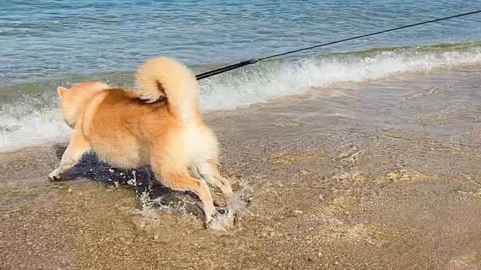 海に向かう犬