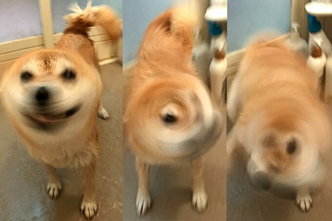 ドライヤーで毛を乾かす