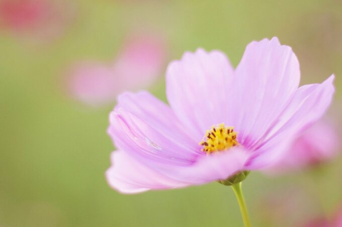 秋の花 コスモスのハッとする美しさを撮影するコツ Esseonline エッセ オンライン