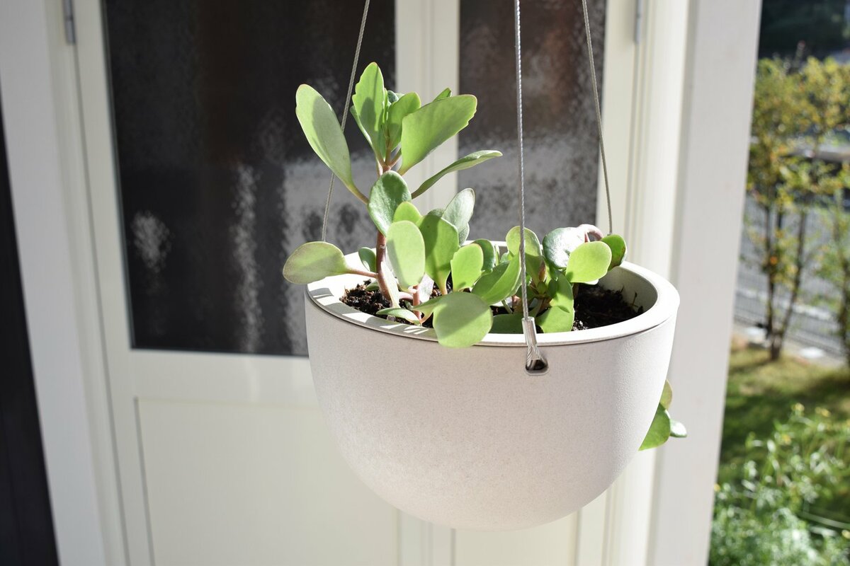 観葉植物はKINTOのプラントポットでつるして楽しむ。もう置き場所に 
