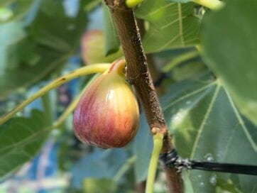 今が旬！「イチジク」のおいしい選び方。冷凍して“シャーベット状”で楽しむのがおすすめ