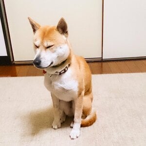 ふうちゃんの「かまってサイン」がかわいすぎる