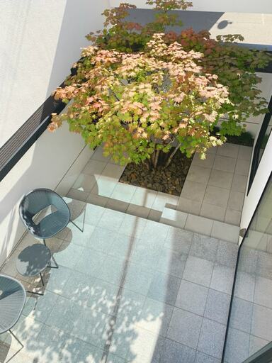 シンボルツリーのある中庭